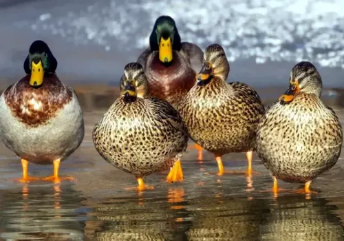 image famille canards 2